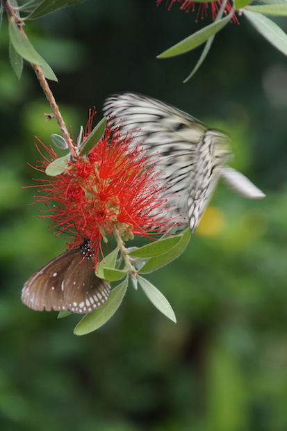 Vlinder op bloem2